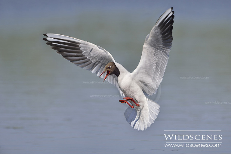 West Yorkshire wildlife photographer