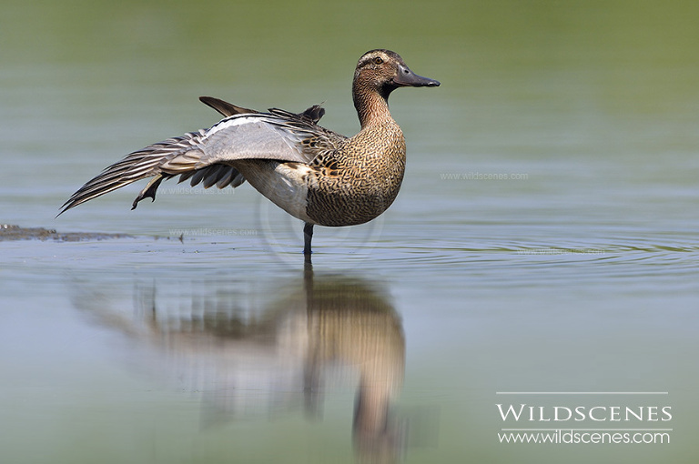 West Yorkshire wildlife photographer