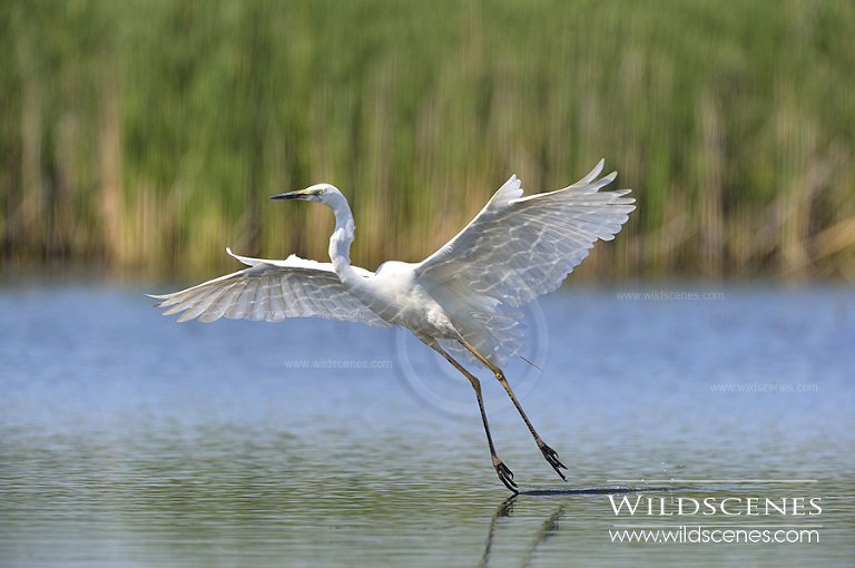 bird photography in Hungary
