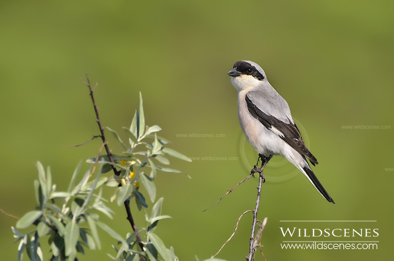 bird photography in Hungary