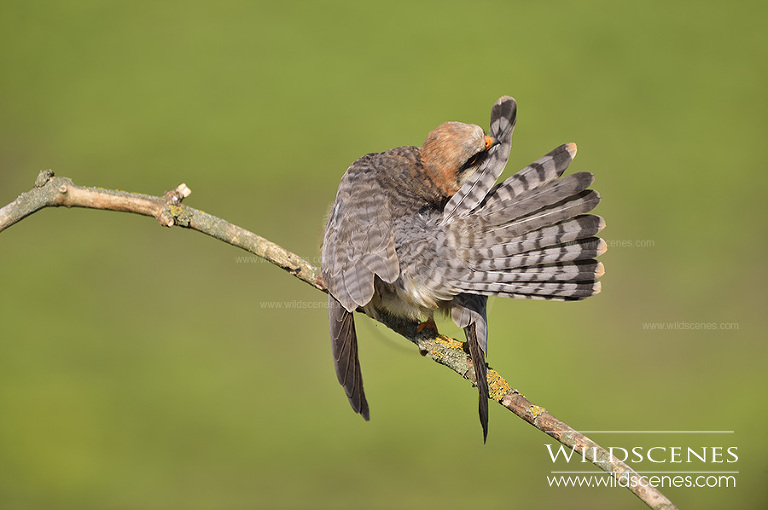 bird photography in Hungary