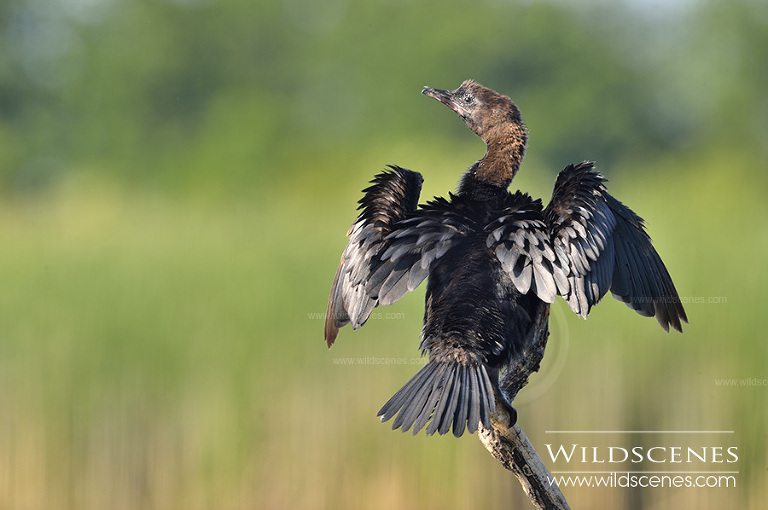 bird photography in Hungary