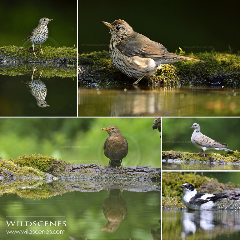 bird photography in Hungary