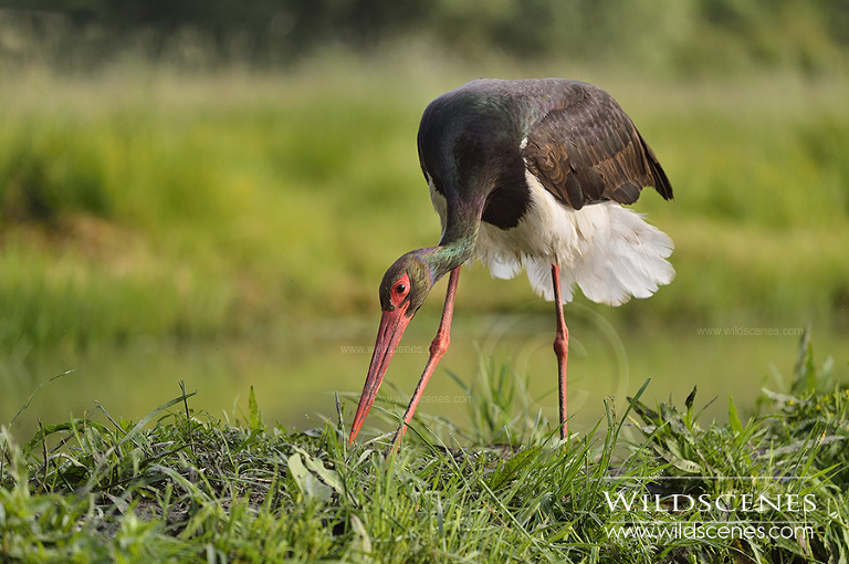 Yorkshire wildlife photographer