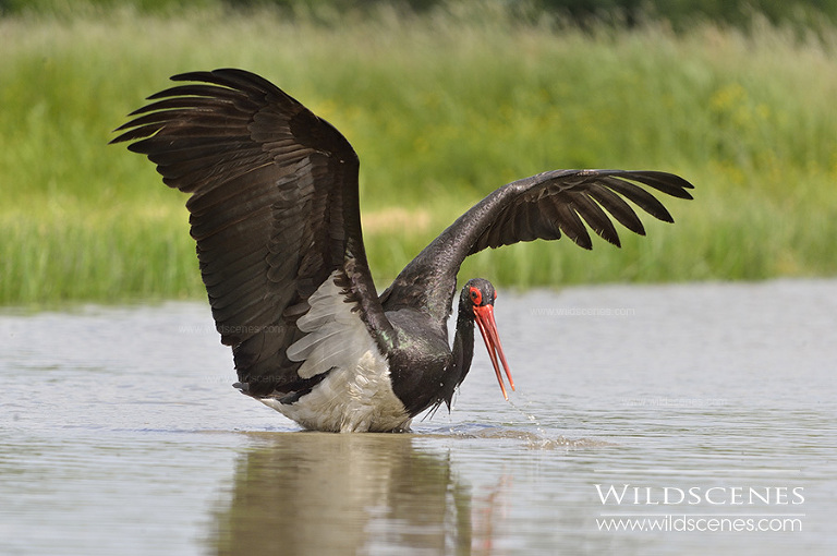 Yorkshire wildlife photographer