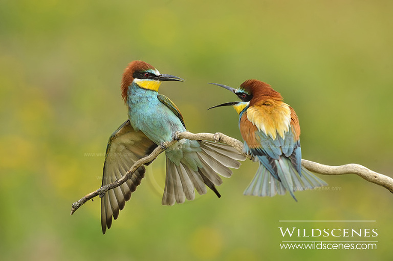 Yorkshire wildlife photographer