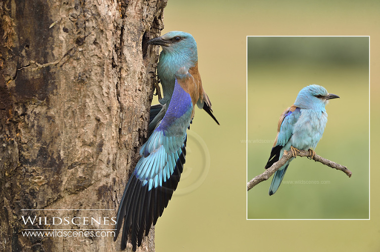 bird photography in Hungary
