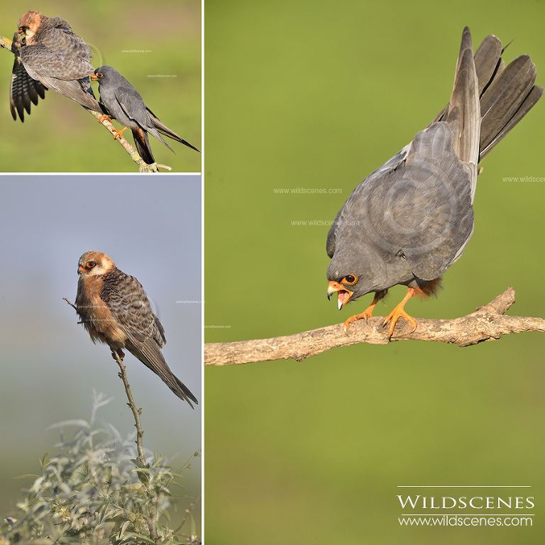 bird photography in Hungary