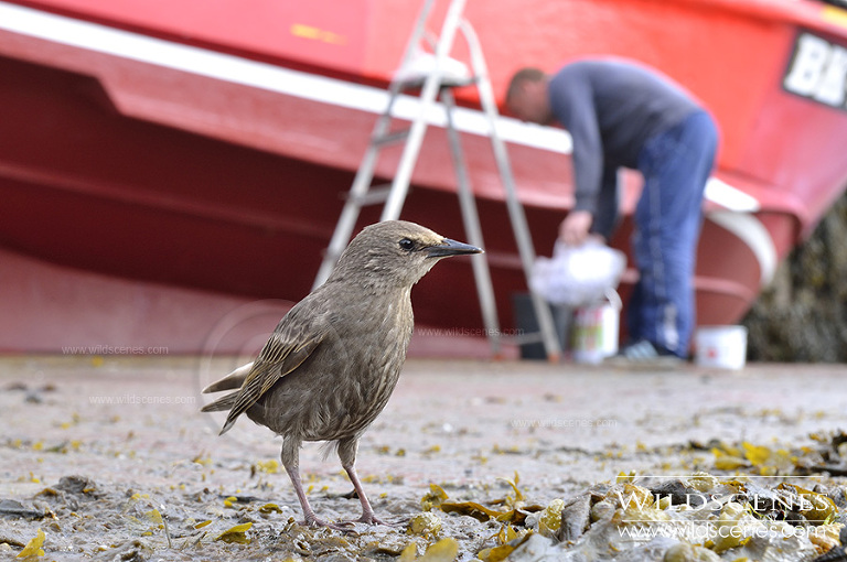 juvenile starling in urban environment