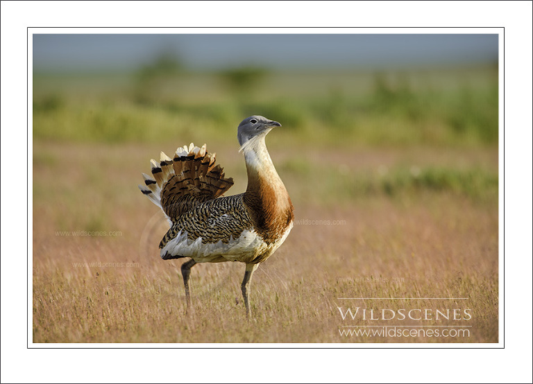Great bustard, Spain