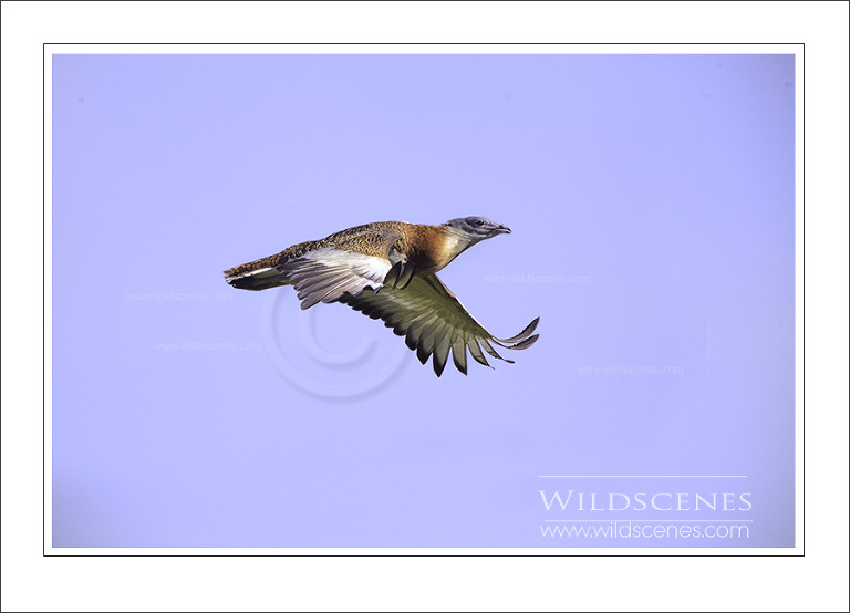 Great bustard, Spain