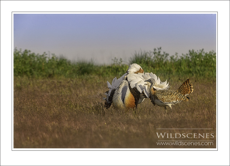 Great bustard, Spain