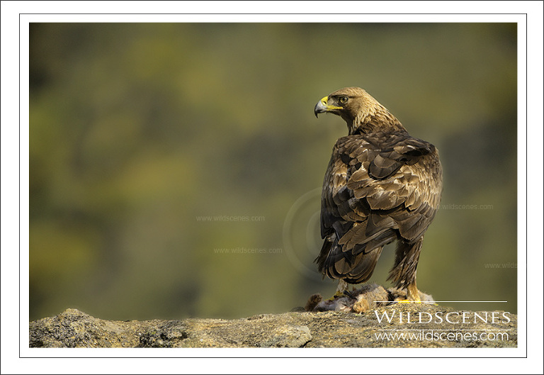 golden eagle, Spain