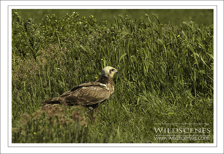 Marsh harrier, Spain