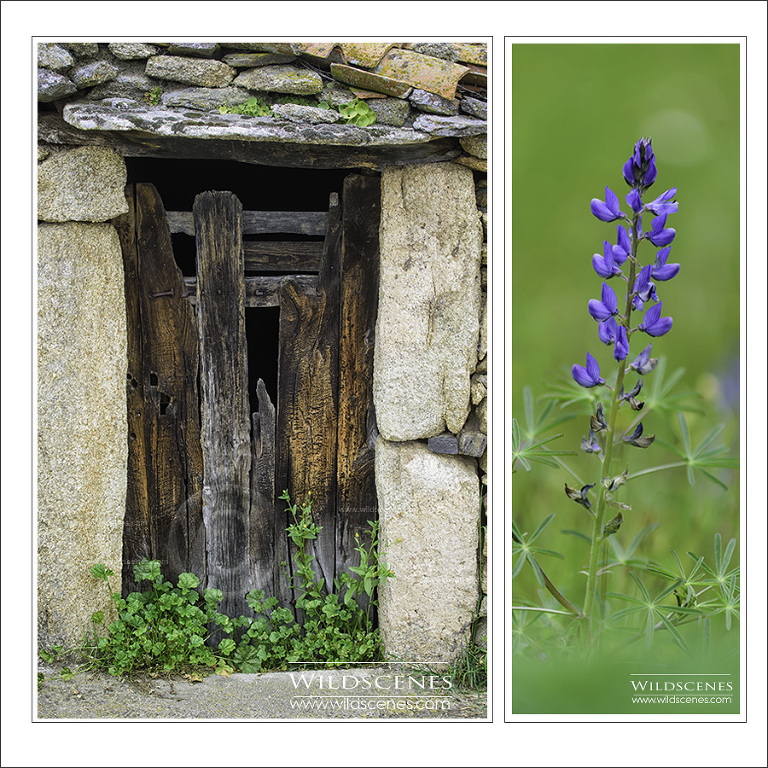 wildflowers of Spain