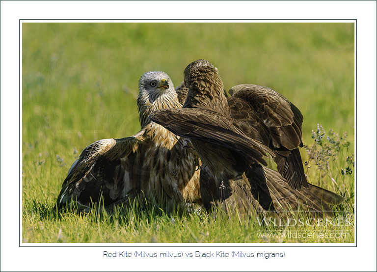 Black kite, Spain