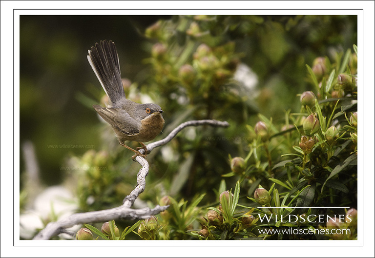 sub-alpine warbler, Spain
