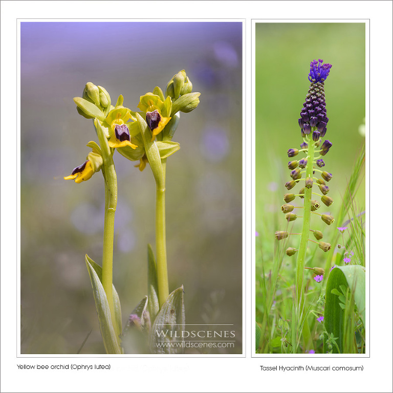 yellow bee orchid (Ophrys lutea)