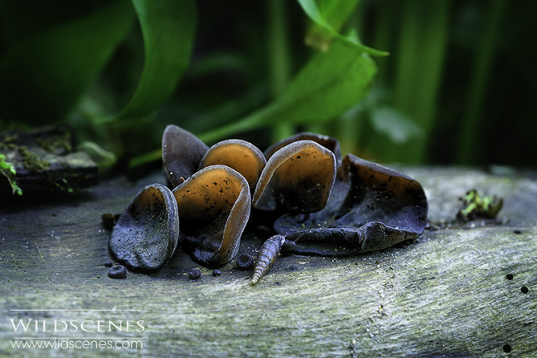 Jew's ear fungus | wood ear fungus | jelly ear fungus