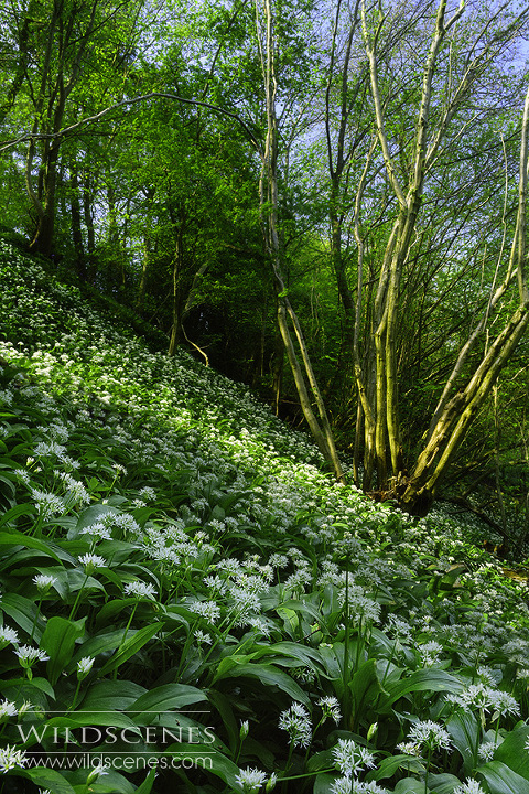 wild garlic in spring woodland