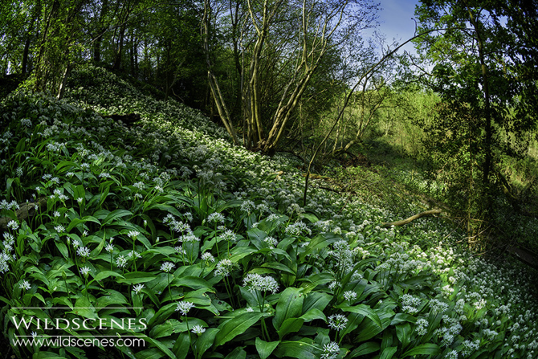 wild garlic in spring woodland