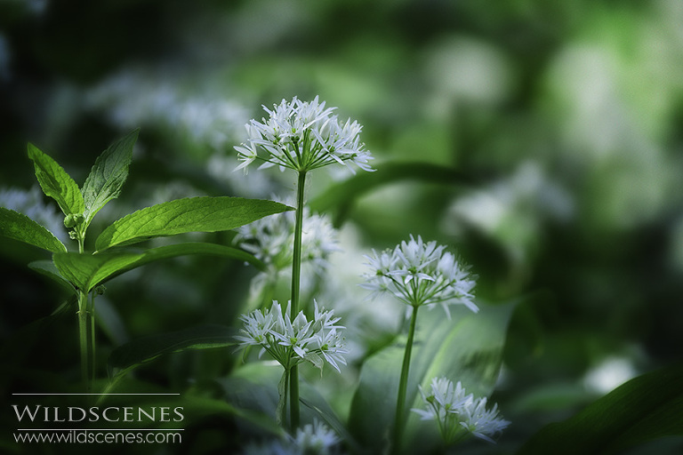 wild garlic in spring woodland