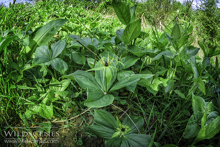 herb paris West Yorkshire