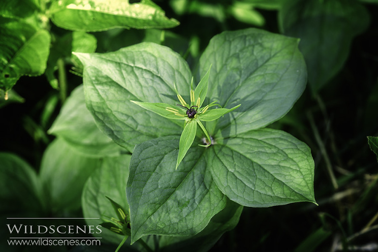 herb paris (Paris quadrifolia)