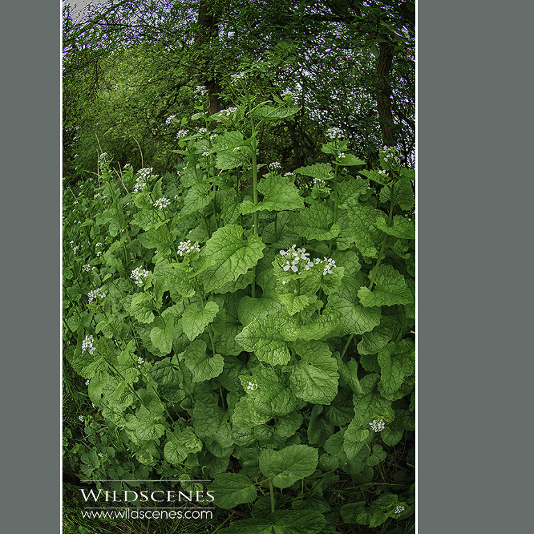 garlic mustard or jack by the hedge