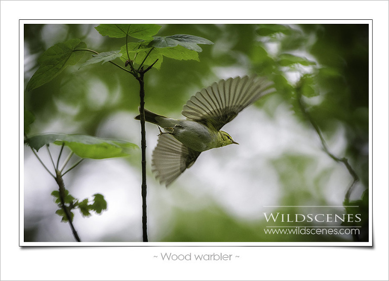 Wood warbler at Strid Woods