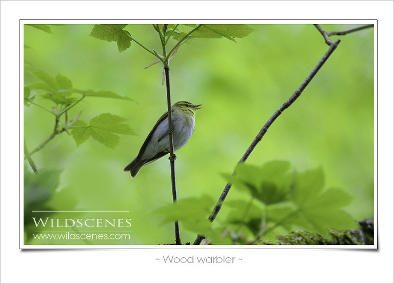 Wood warbler Yorkshire wildlife photographer