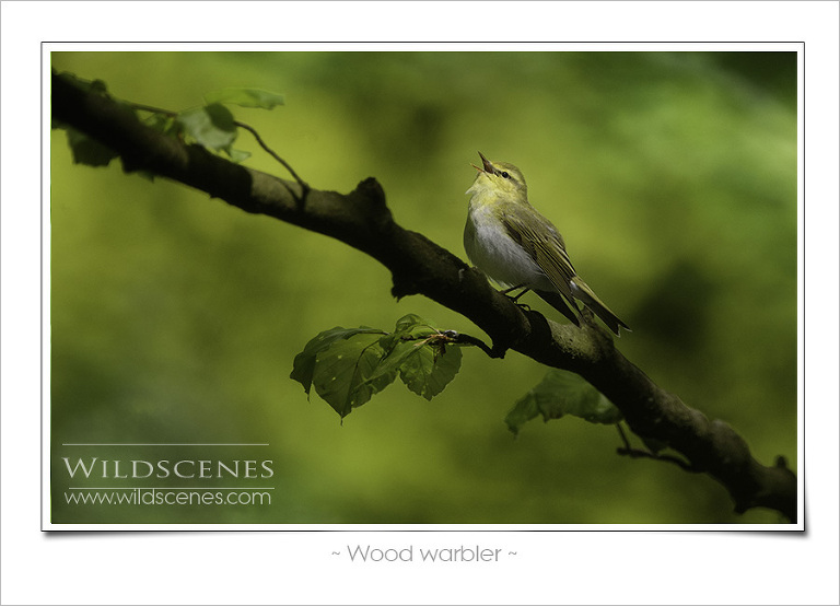 Wood warbler Yorkshire wildlife photographer