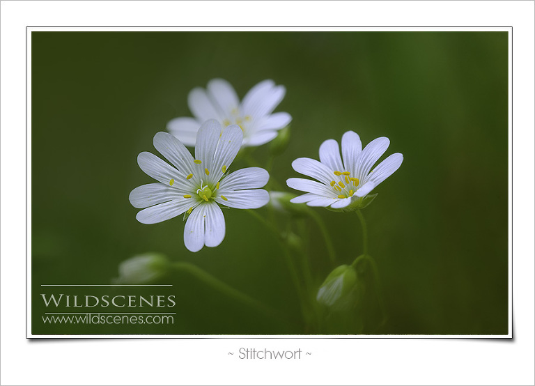 Stitchwort 
