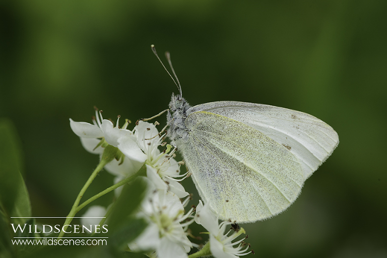 small white on hawthorn