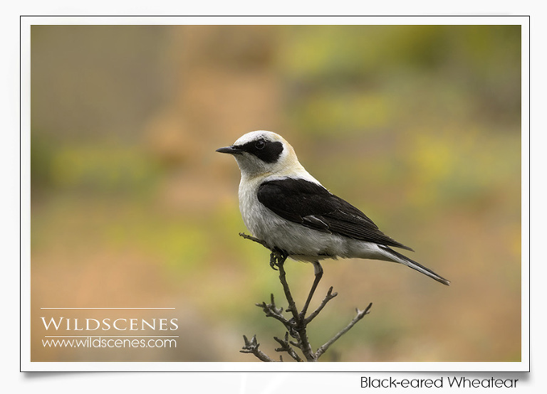 bird photography Spain | black-eared wheatear