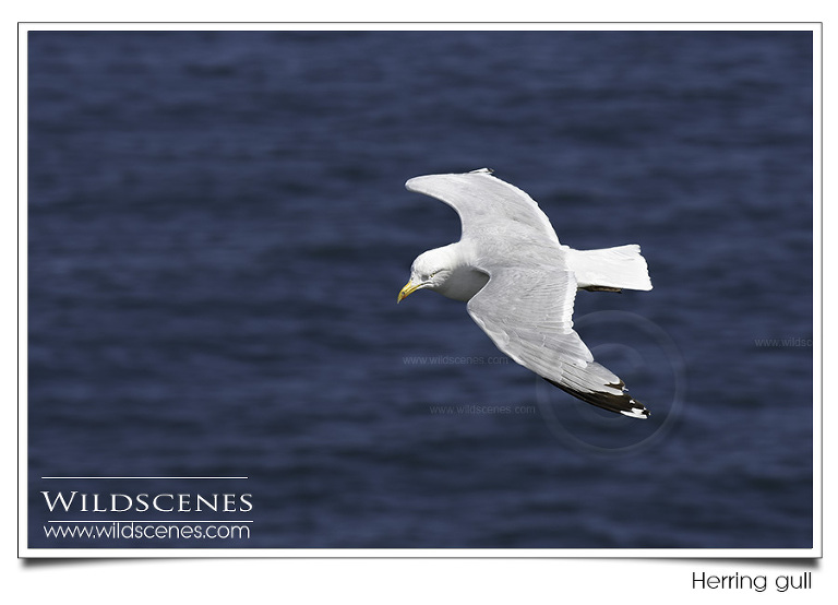 Herring Gull Nikon D500