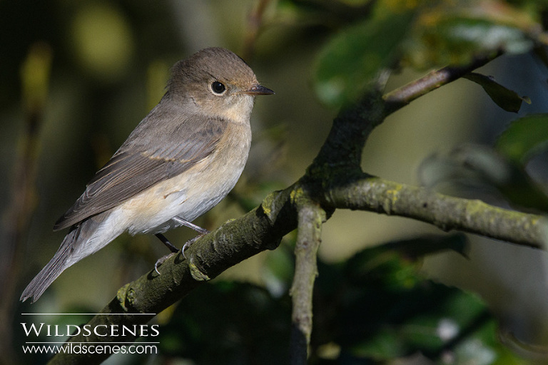 Red breasted flycatcher RSPB Bempton Cliffs