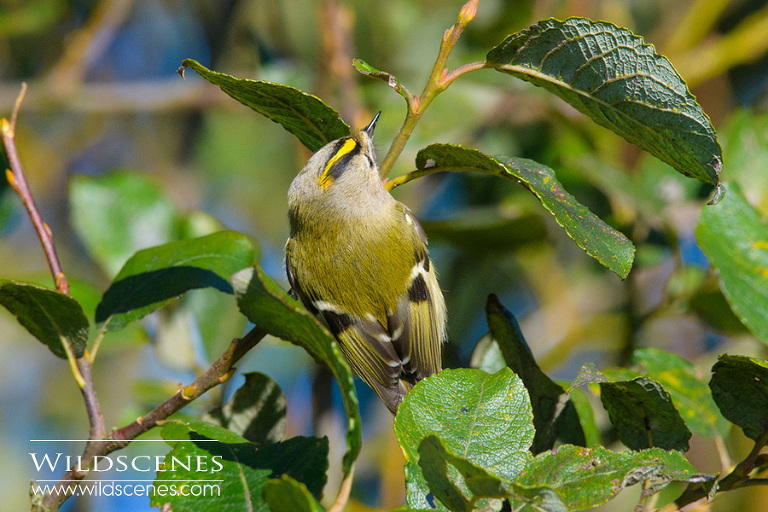 Nikon 200-500VR review