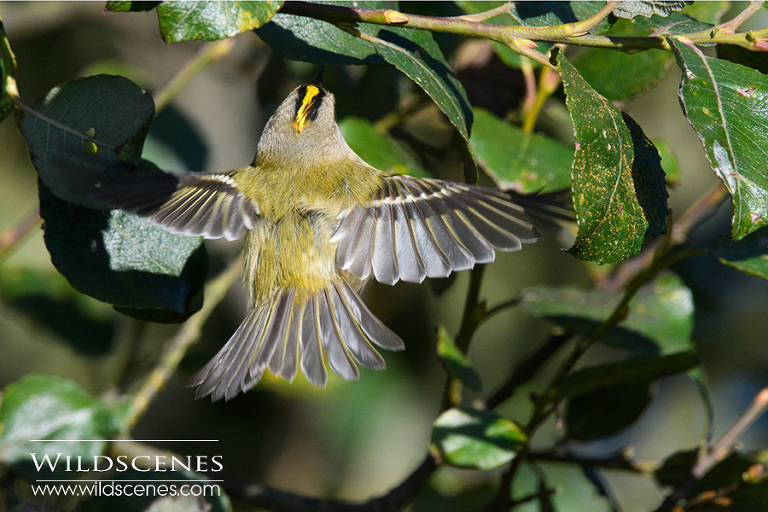 goldcrest hovering Mikon 200-500 VR