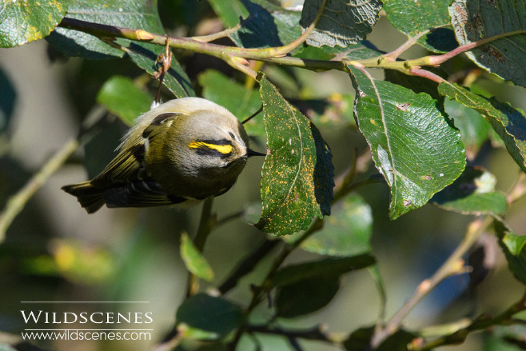 goldcrest Nikon 200-500 VR