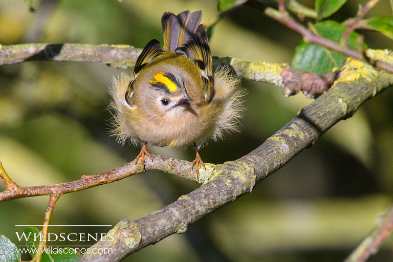 goldcrest Nikon 200-500 VR