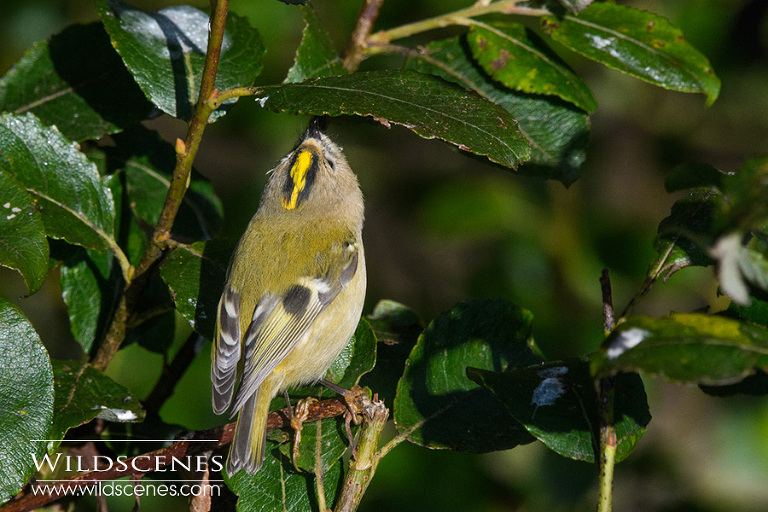 goldcrest Nikon 200-500 VR
