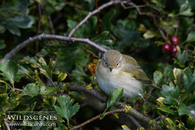 Sinerian Chiffchaff (?) Bempton Cliffs taken with Nikon 200-500 VR f/5.6