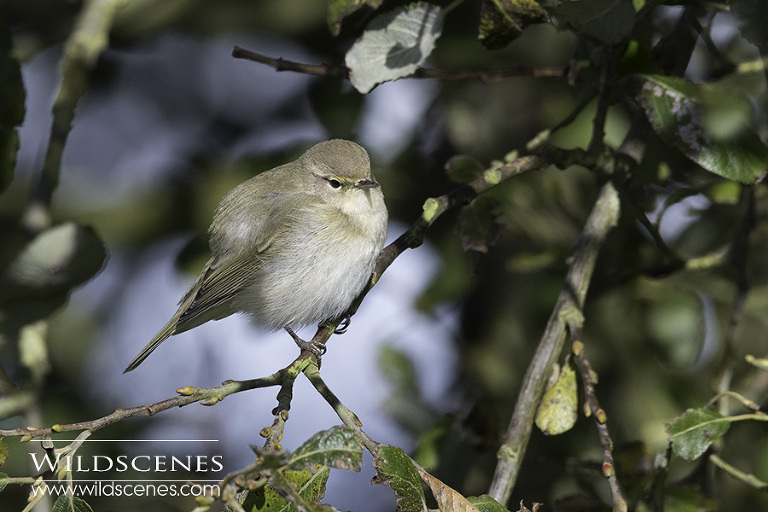 chiffchaf taken with Nikon 200-500 VR f/5.6