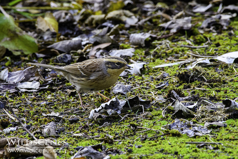 Siberian Accentor at Easington