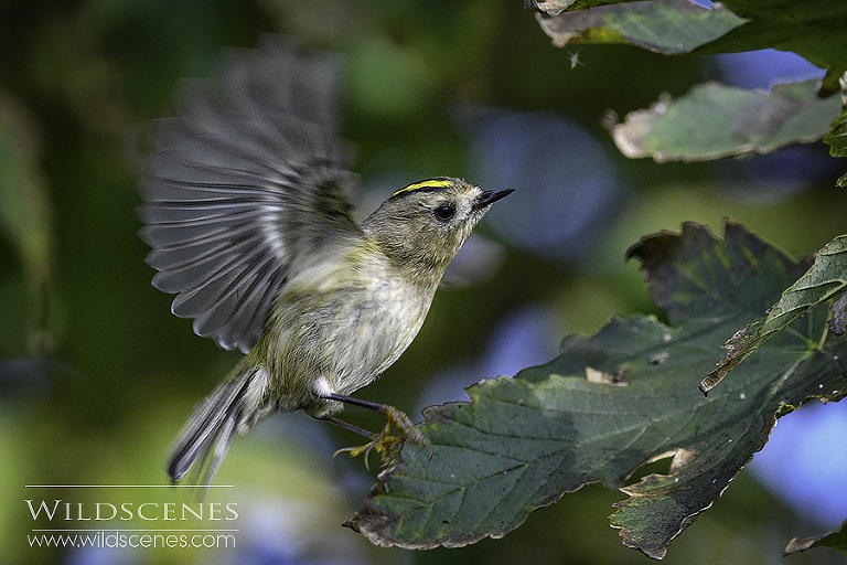 goldcrest hovering