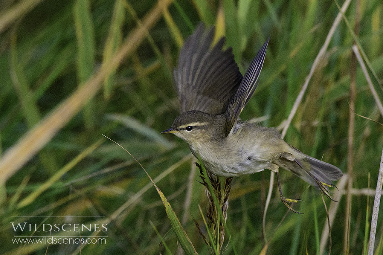 dusky warbler at Spurn