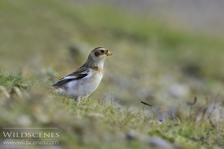 snow bunting
