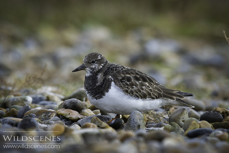 turnstone | bird photography in Norfolk