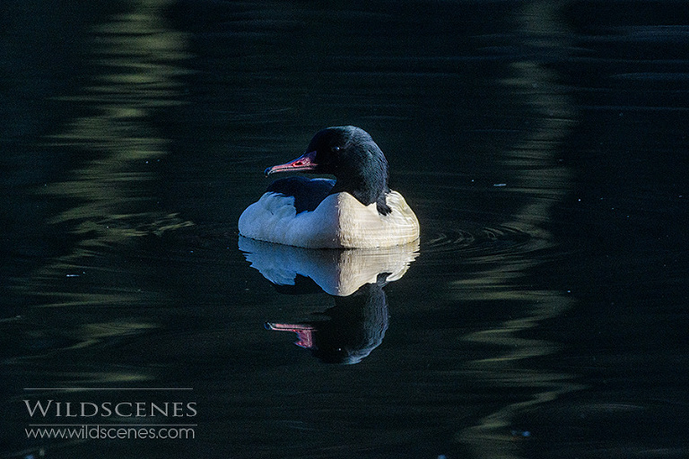 goosander at Nostell Priory